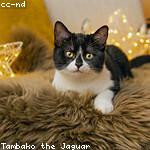 Tyree Paucek Profile Picture