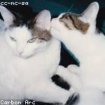 Rebeca Stracke Profile Picture