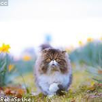 Amber Botsford Profile Picture